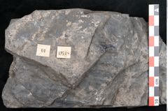 Foto (Detailansicht) von Odontopteris minor Brongniart (NHMW-GEO-2024-0188-10718)